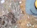 亚洲精品成AV人片天堂无码